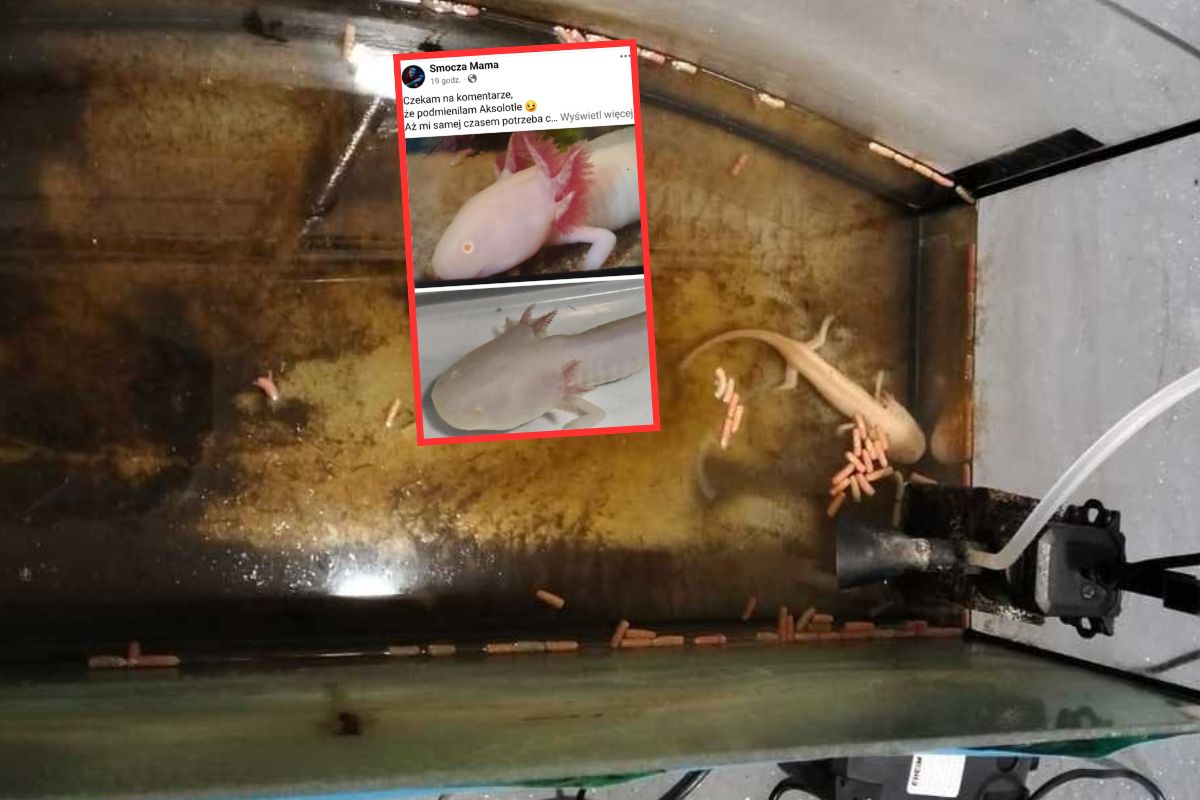 Zenek cudem przeżył. Porzucony aksolotl wraca do zdrowia