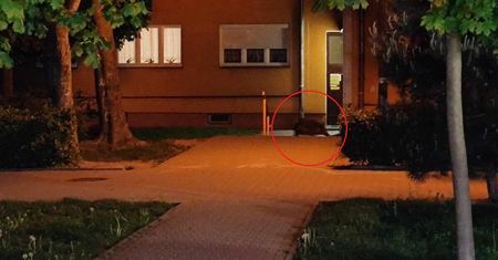 Dziki codziennie straszą mieszkańców osiedla Niepodległości. Podchodzą pod bloki, nie boją się ludzi