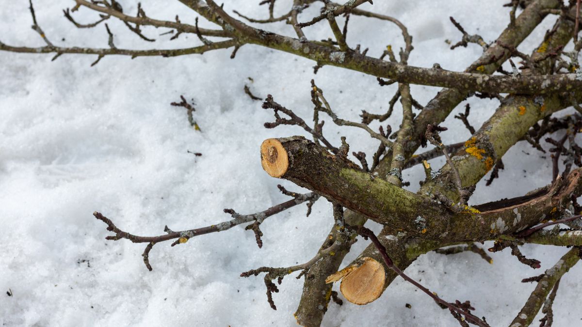 Zimowe przycinanie jabłoni. 