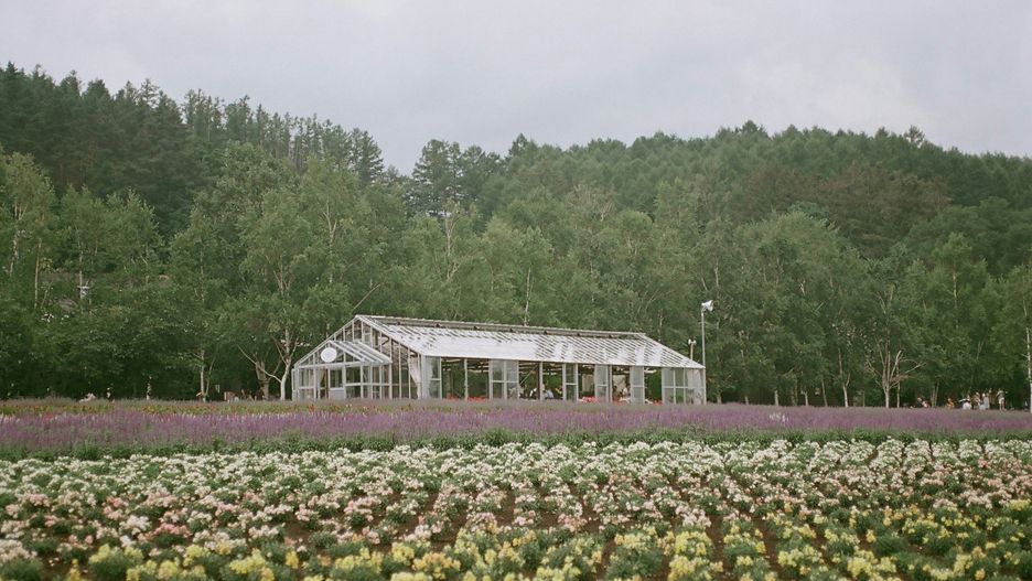 Mak siewny jest określany również jako mak ogrodowy, lekarski lub oleisty. To jeden z najdawniej znanych i uprawianych przez człowieka gatunków, mający za sobą tysiące lat historii. Pomimo upływu czasu, mak nie stracił na znaczeniu i wciąż odgrywa istotną rolę w sferze gospodarczej, leczniczej i symbolicznej.
