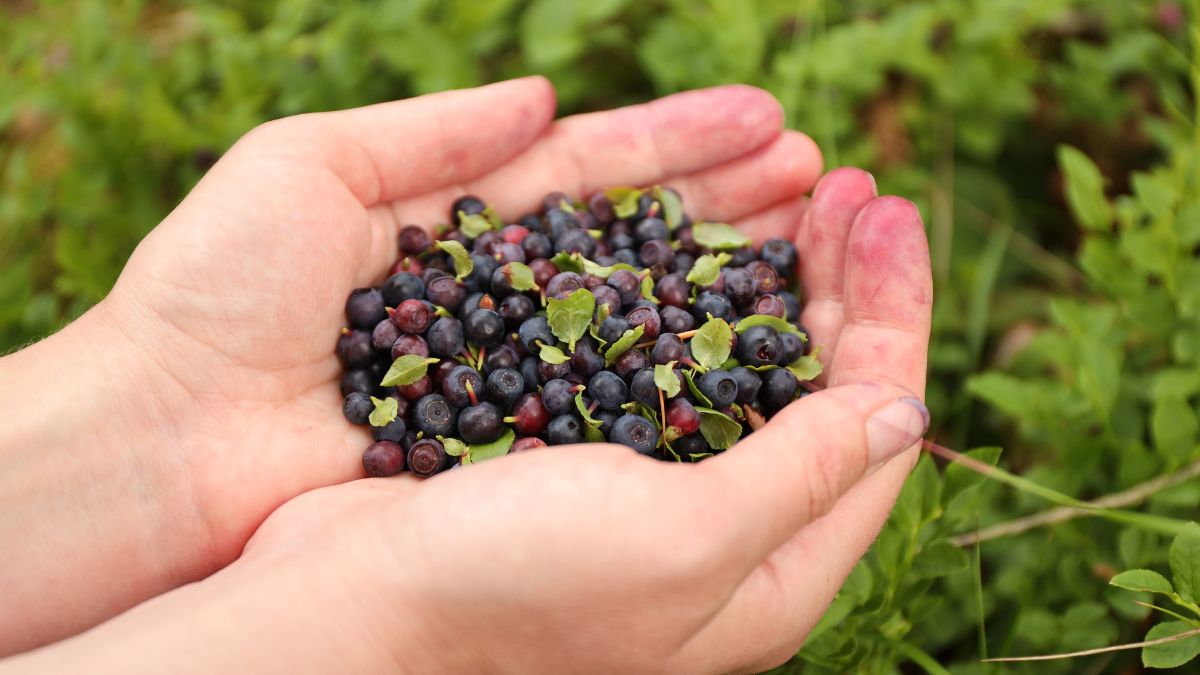 Jagody -  Pyszności