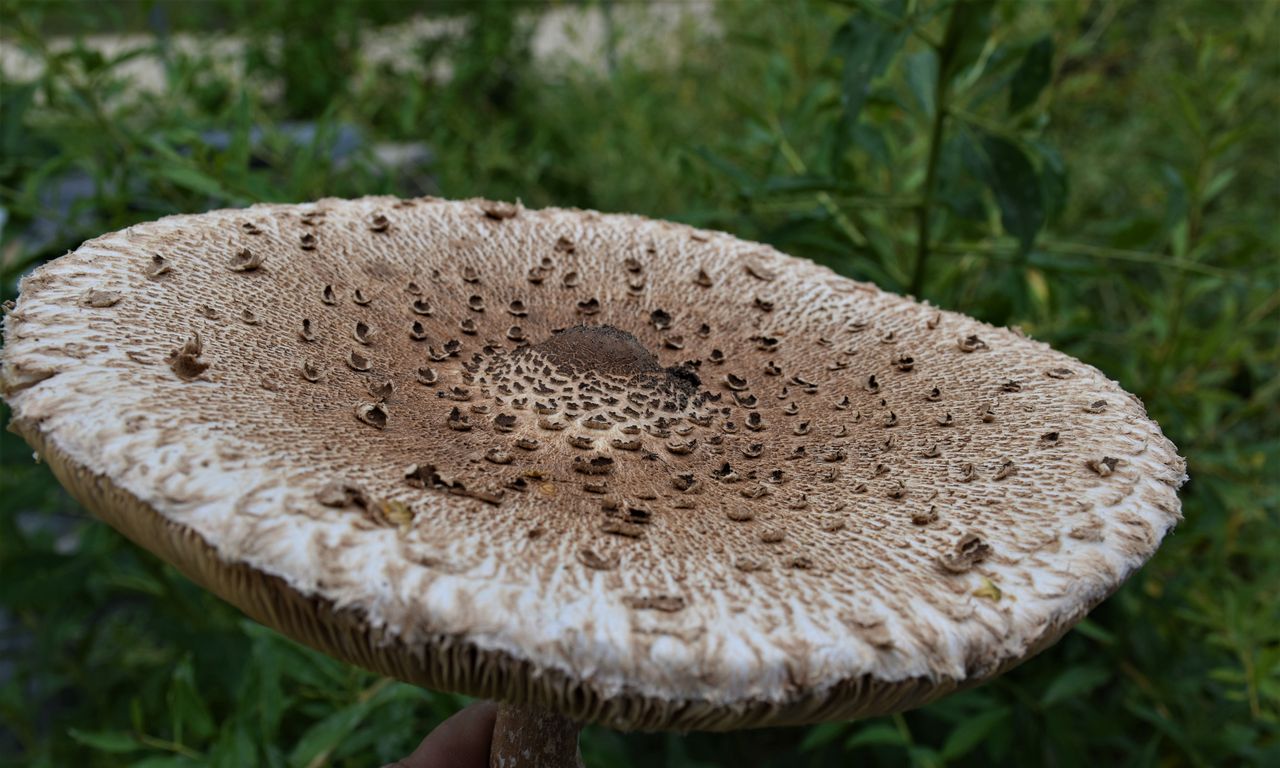 Kania czy muchomor sromotnikowy? Tak unikniesz niebezpiecznej pomyłki