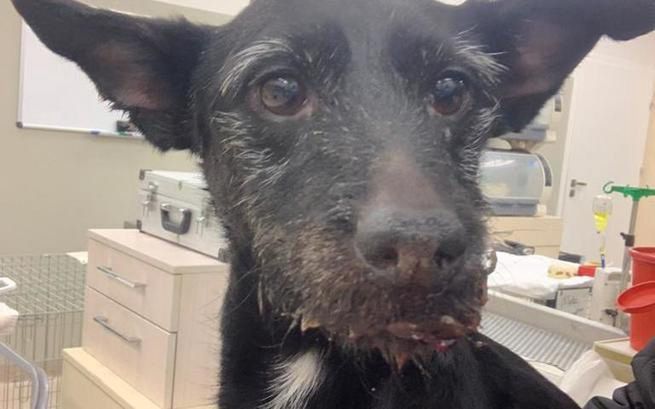 Wrocław. Wlał żrący środek do pyska psa. Teraz ukrywa się przed policją