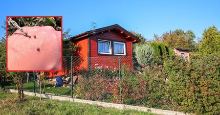 Tylko jedno źdzbło. W kilka sekund weszły na skórę
