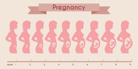 Trymestry ciąży - charakterystyka, pierwszy trymestr, drugi trymestr, trzeci trymestr