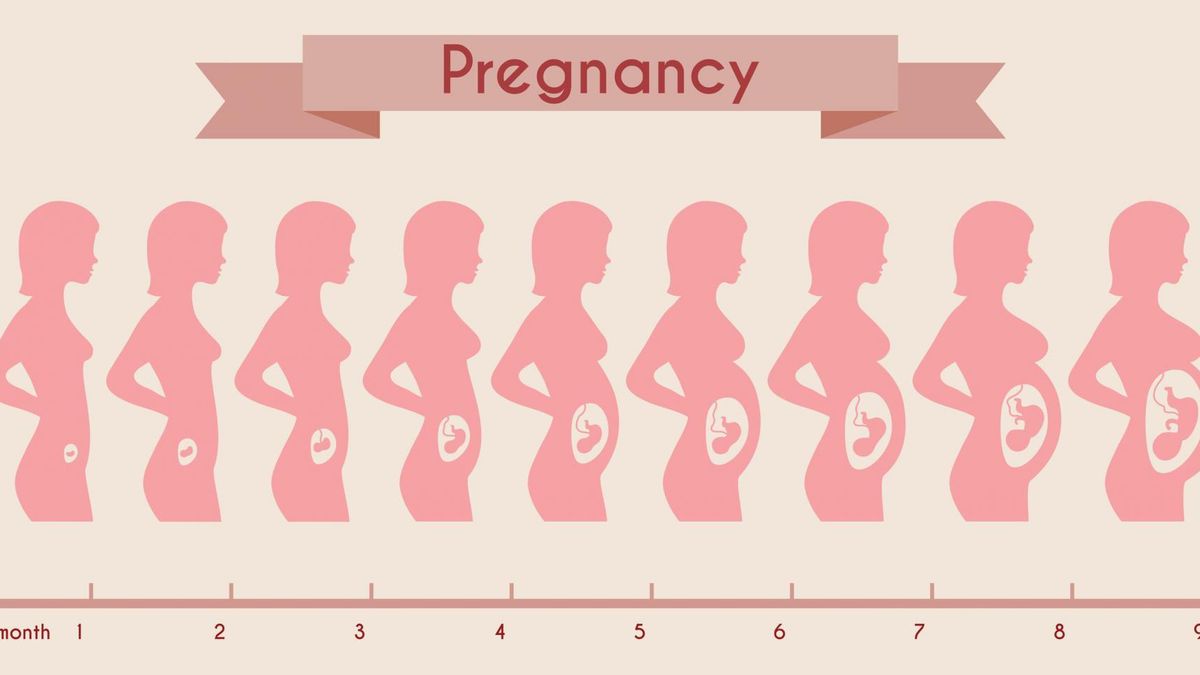 Trymestry ciąży kobiety
