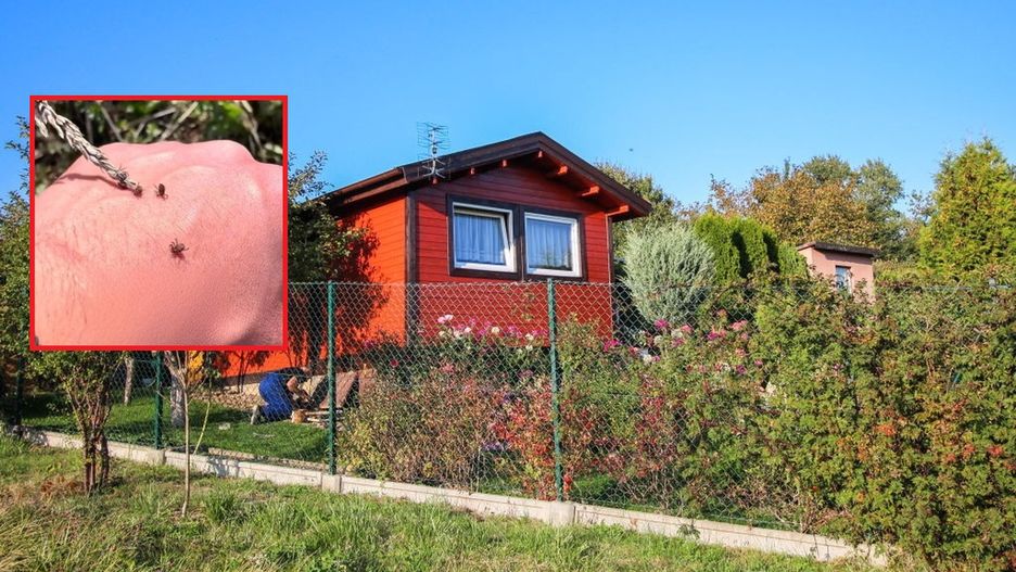 Pokazał, jak łatwo złapać kleszcza. "Dla nich sezon trwa okrągły rok!"