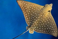 Wrocław. W ZOO urodziły się orlenie cętkowane. To gatunek zagrożony wyginięciem