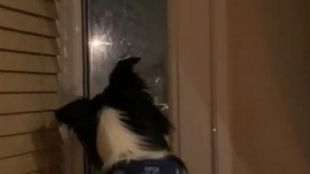 pies fajerwerki zwierzę