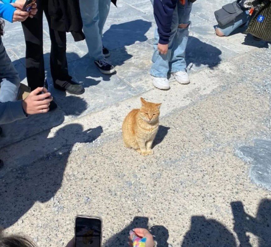 The red cat living in the ruins of an ancient city has become a star.