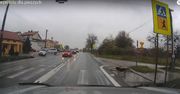 Pies z Bilczy koło Kielc daje przykład pieszym jak dbać o własne bezpieczeństwo na przejściu dla pieszych