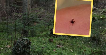 Skuteczny sposób na kleszcze? Sanepid podpowiada