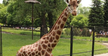 Nowy gość w warszawskim zoo. Karim ma za sobą 27 godzin podróży!