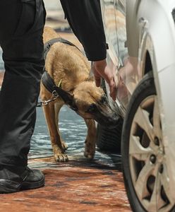 Lidia wywąchała amfetaminę. Udana akcja białostockiej policji