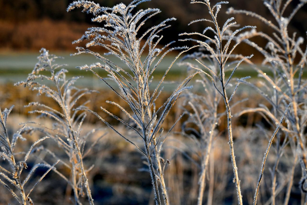 Pogoda na piątek. Będą przymrozki. Temperatura spadnie poniżej zera