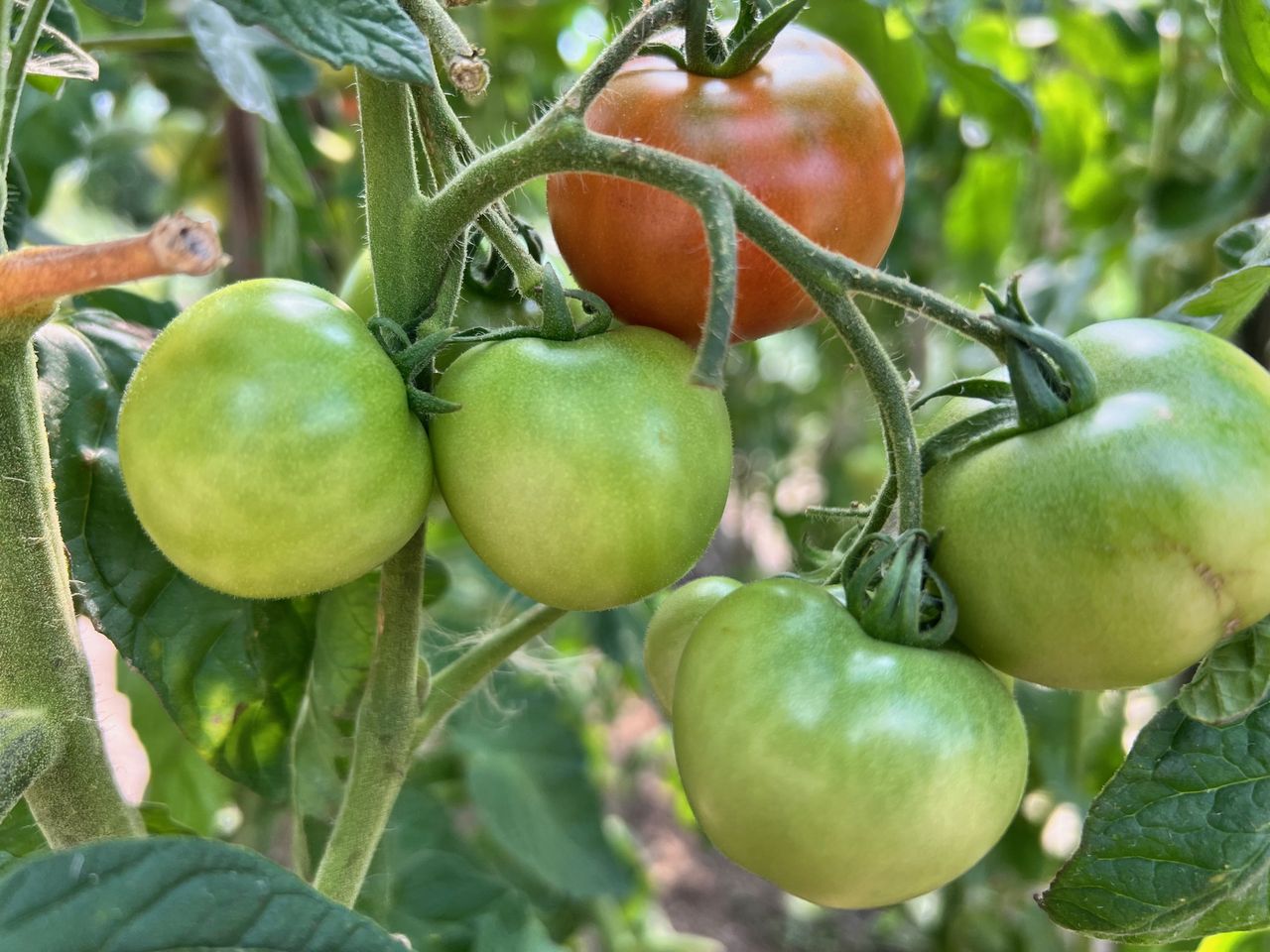 Dlaczego pomidory nie dojrzewają? Wielu robi ten błąd