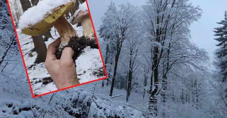 Leśnicy pokazali zdumiewające zdjęcie. "Od razu mrożone"