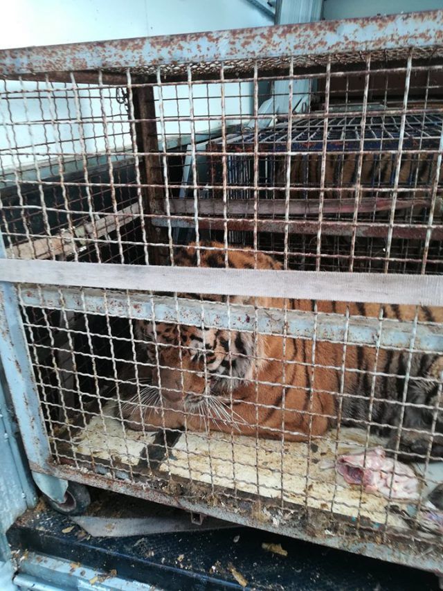 Zwierzęta były w tragicznym stanie, jedno padło. Trzy osoby skazane za fatalny transport tygrysów do Rosji