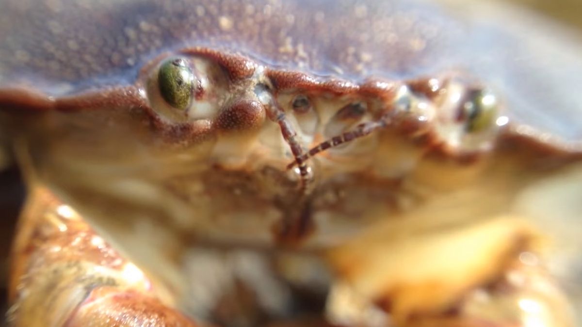 BBC uczy nas, jak nagrywać zachwycające dokumenty za grosze. My też mamy coś dla was 1