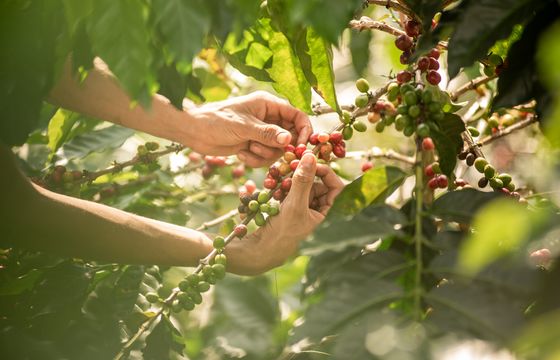 Fundacja Fairtrade Polska po raz kolejny zaufała Big Picture