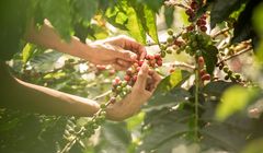 Fundacja Fairtrade Polska po raz kolejny zaufała Big Picture