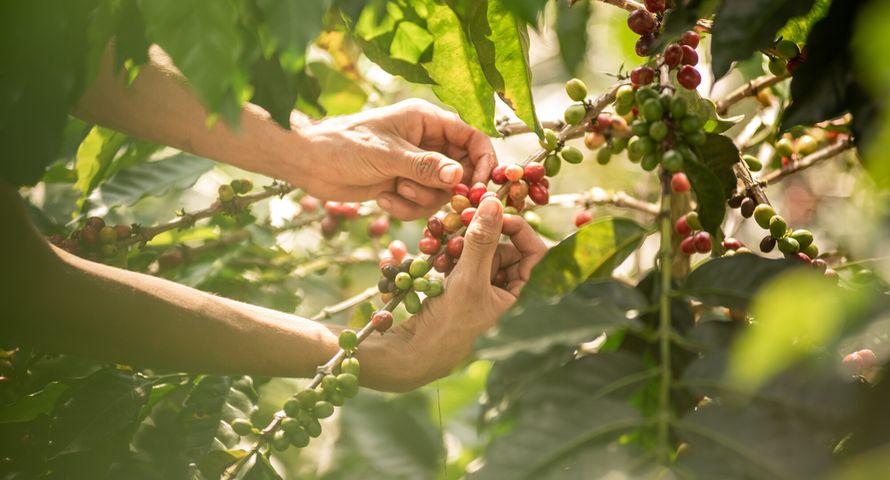 Fundacja Fairtrade Polska po raz kolejny zaufała Big Picture