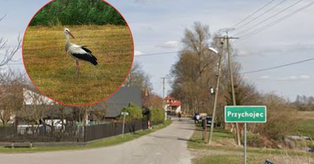 Ten bocian był w Polsce pierwszy. Dostał oryginalne imię