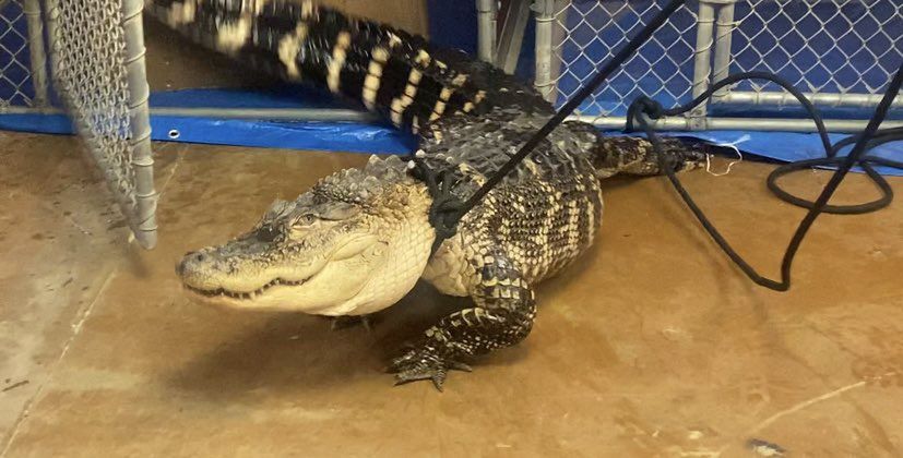 Aligator uratowany przez członków organizacji Animal Care and Control of Philadelphia