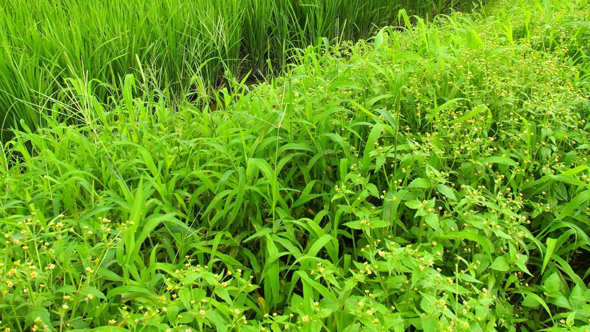 Żółtlica drobnokwiatowa to doskonała alternatywa dla szpinaku