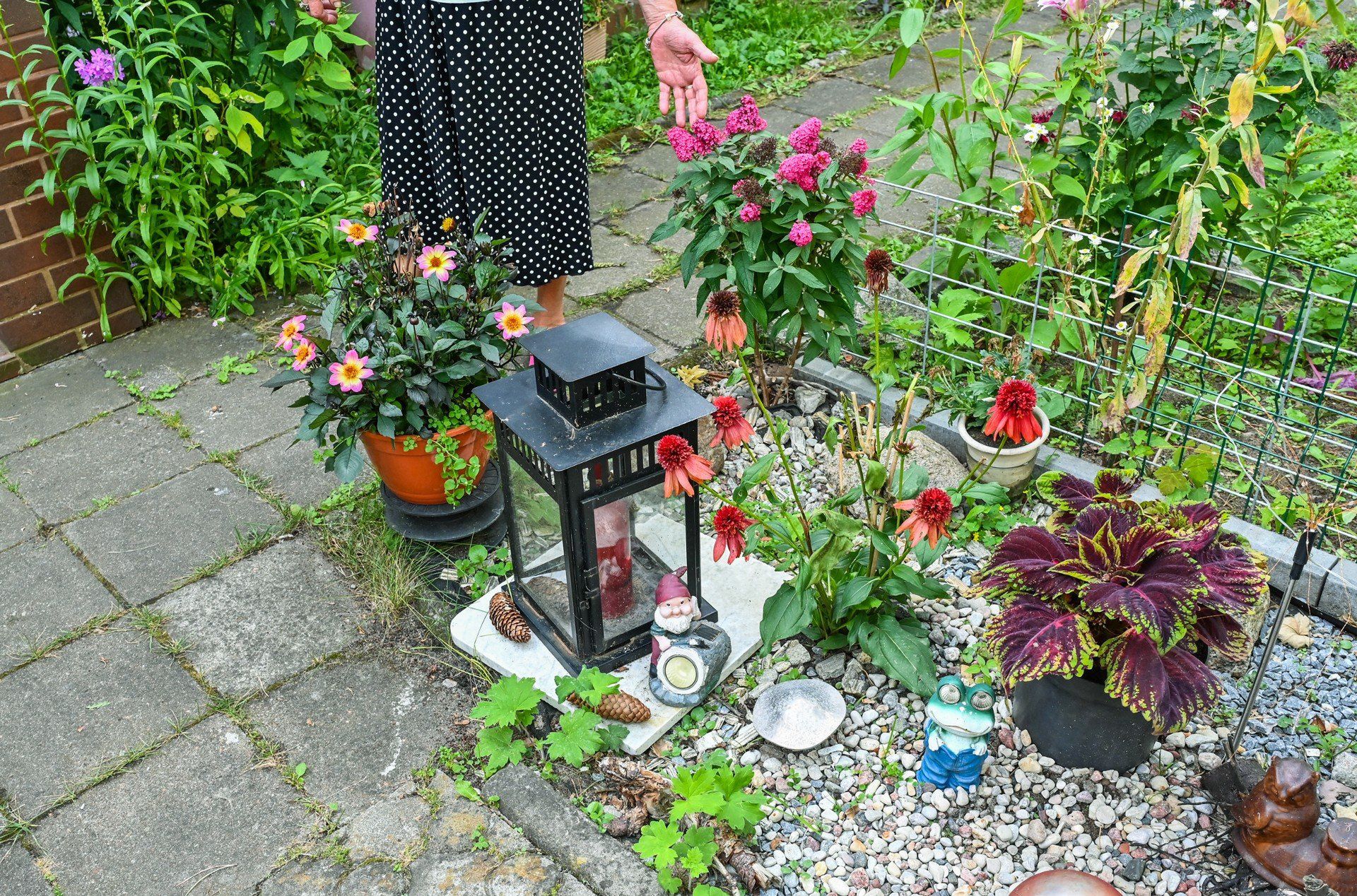 W ogrodzie pani Marii Nowickiej przy ulicy Świetlicowej w bydgoskim Łęgnowie nie brakuje begonii, surfinii i pelargonii. Ogrodniczka najbardziej dumna jest jednak z wysokich, dwumetrowych bagiennic