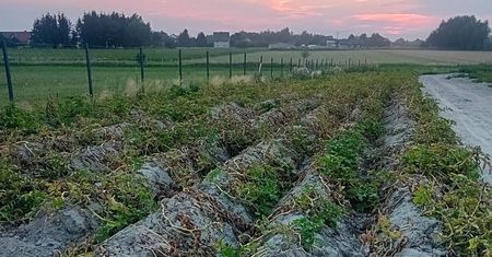 Tylko 80 gr za kilogram. Pod Kielcami ruszają samozbiory