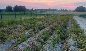Tylko 80 gr za kilogram. Pod Kielcami ruszają samozbiory