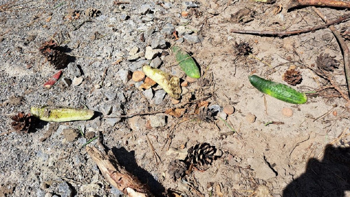 Nadleśnictwo pokazało zdjęcie. Ktoś podrzucił ogórki. 
