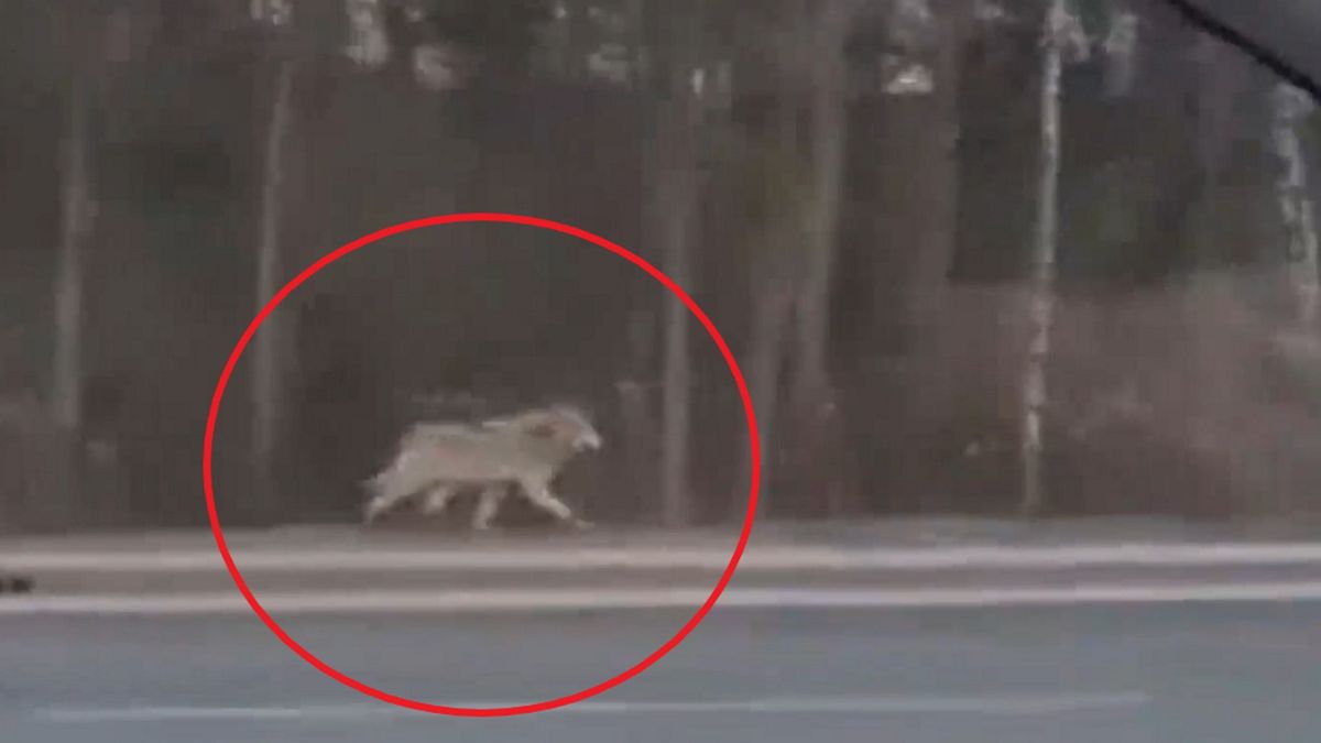 Jeżeli spotkasz wilka zawiadom odpowiednie służby, np. straż miejską.