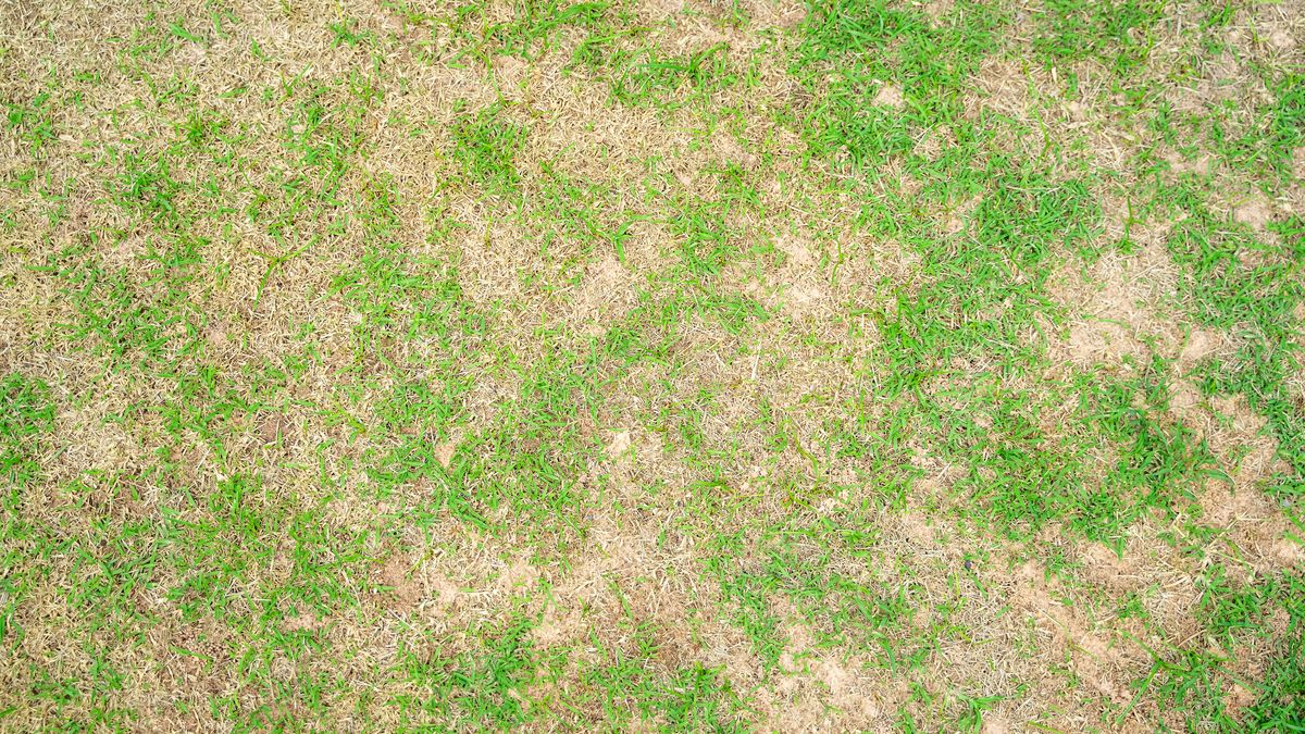 Sposób na piękny trawnik