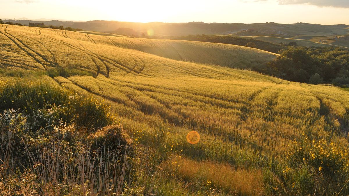 pole łąka działka