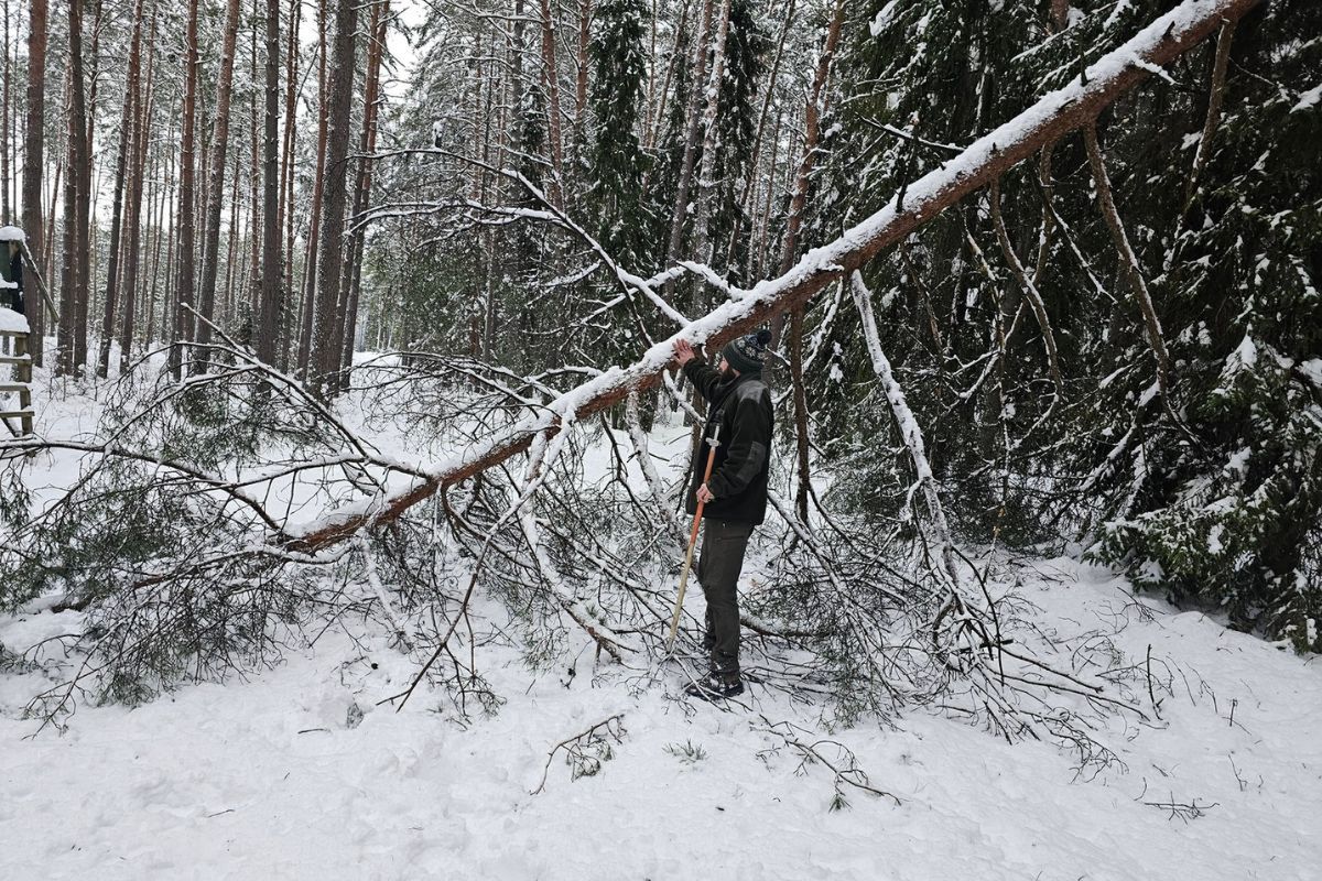 Leśnicy są bezwzględni. Zakaz wstępu do lasu. "Prosimy o zrozumienie"