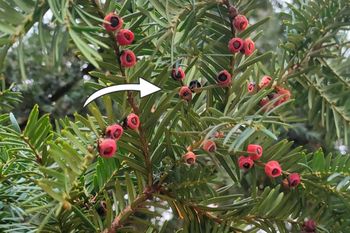 "Zimowe jagody" w lasach. Leśnicy alarmują. Lepiej ich unikaj