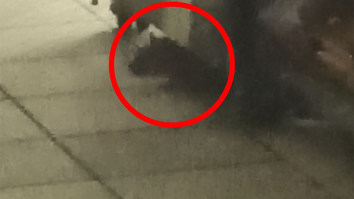 W jednym ze sklepów w Bydgoszczy grasować mają szczury