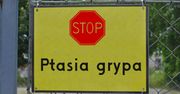 Ptasia grypa dziesiątkuje drób. "Odszkodowania powinny wynikać z ustawy, a nie widzimisię urzędnika"