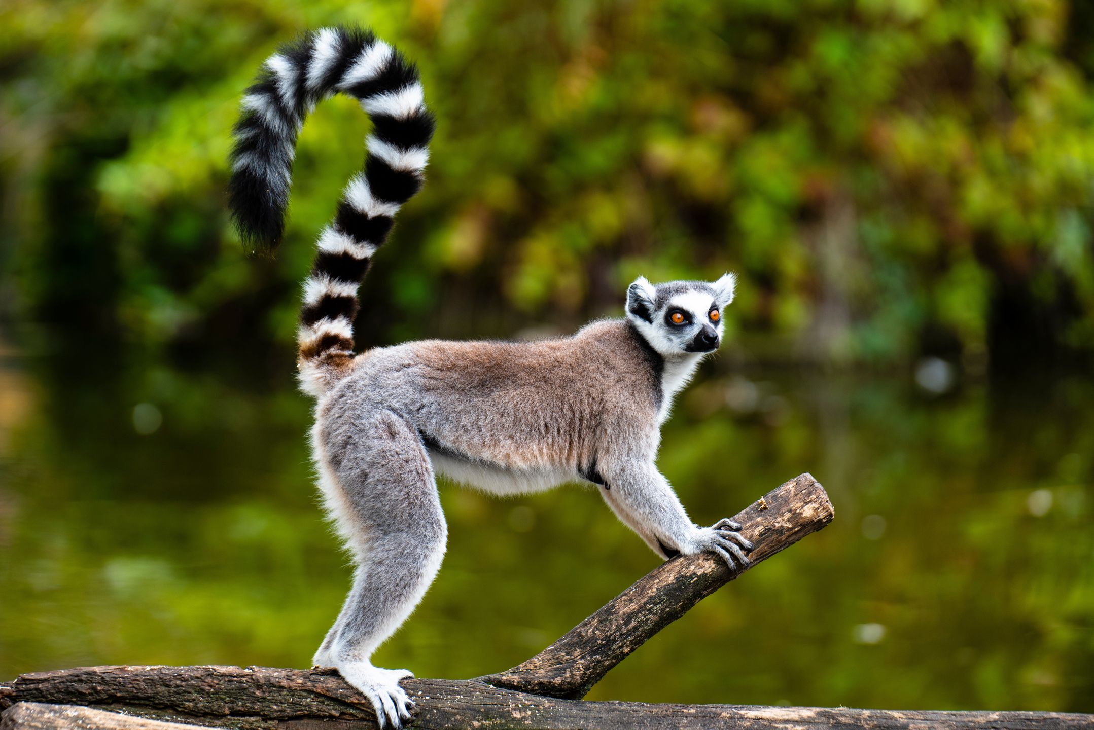 Lemury są symbolem Madagaskaru