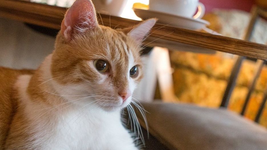 Warszawa. Właściele Miau Cafe walczą o przetrwanie w czasie pandemii koronawirusa