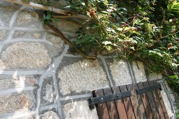 Może osiągnąć 2,5 m. Pojawił się w Niemczech