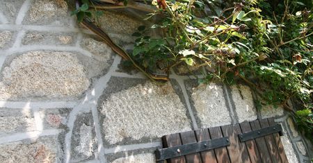 Może osiągnąć 2,5 m. Pojawił się w Niemczech