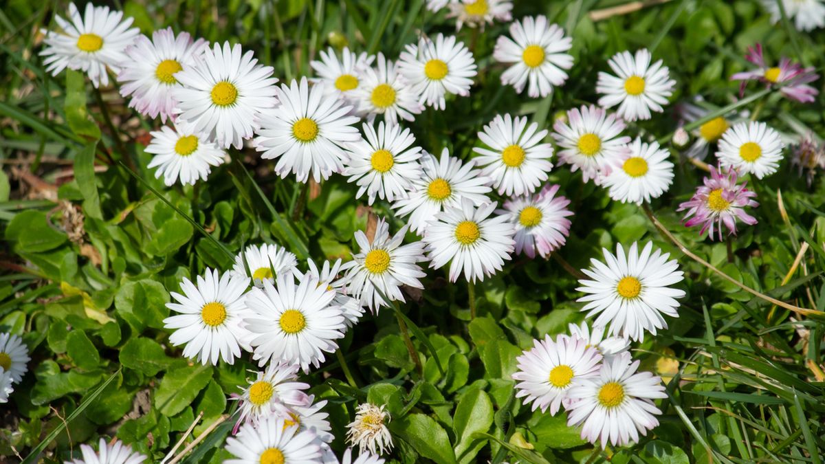 Stokrotka pospolita wspomaga pracę wątroby i pomaga w nieżycie żołądka