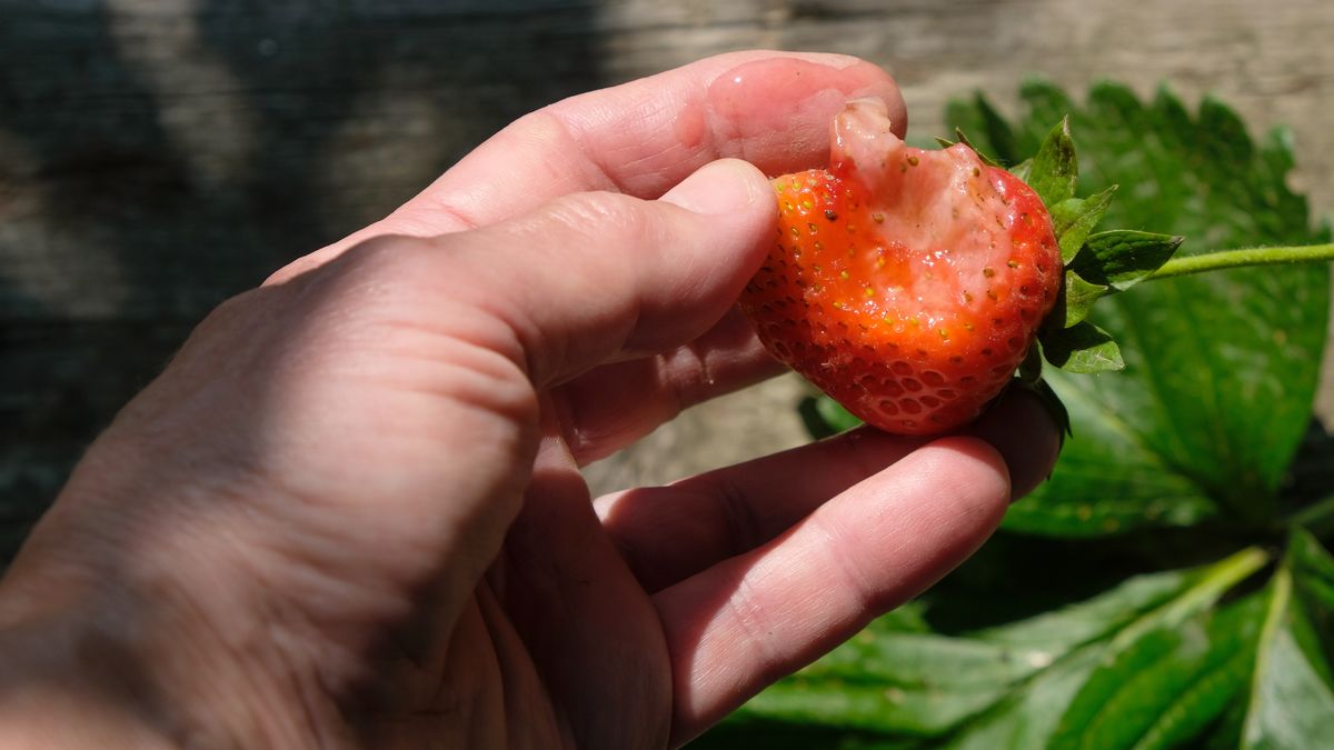 Jakich truskawek lepiej nie jeść?