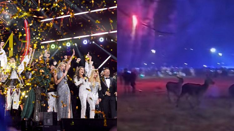 Fajerwerki wystrzelone podczas "Sylwestra z Dwójką" spłoszyły zwierzęta