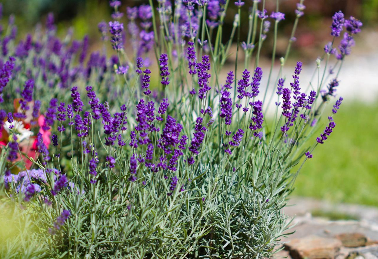 Kiedy siać lawendę? Lepiej nie rób tego zbyt wcześnie