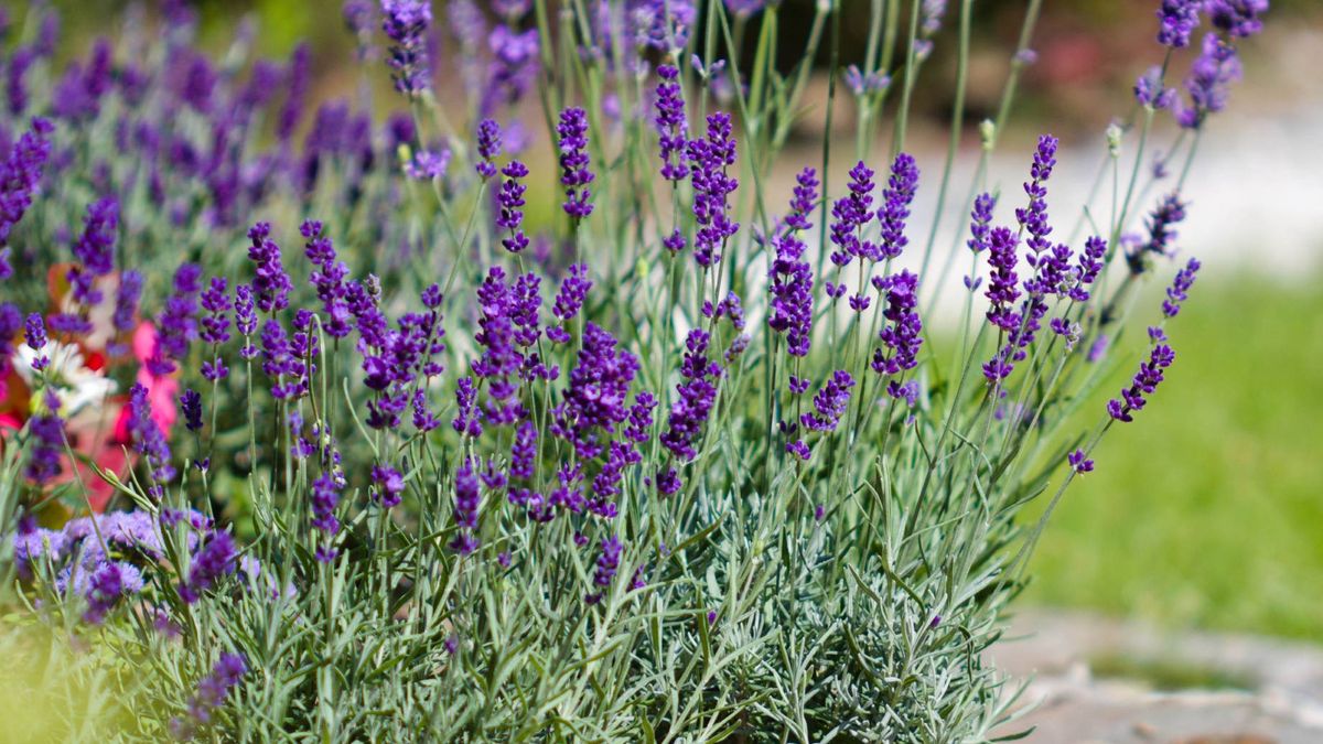 Zadbaj o lawendę w ogrodzie