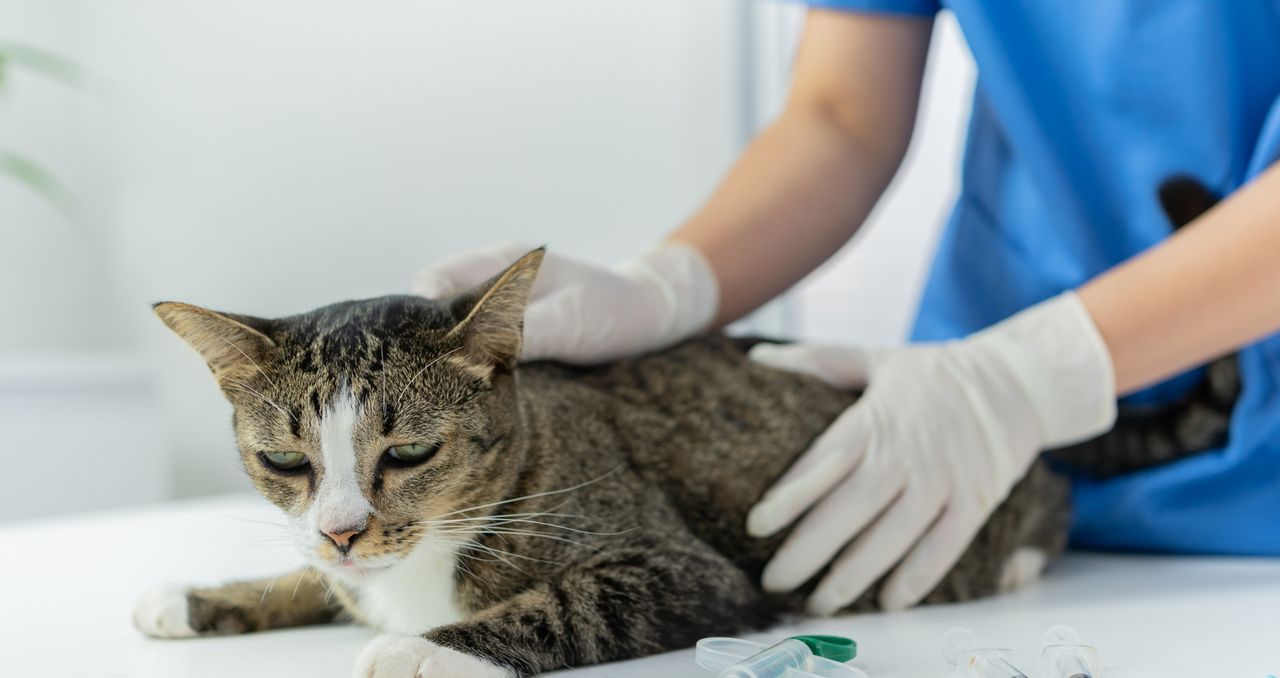 Zaburzenia neurologiczne u kotów. Objawy, których nie wolno tłumaczyć "dziwnym zachowaniem"
